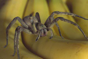 Banana-spider banana spider