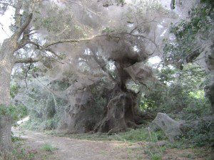 giant cobweb