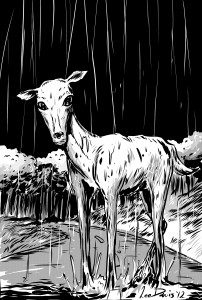 The Rain Deer