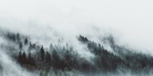 Moody forest landscape with fog and mist