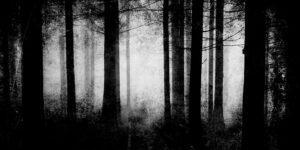 creepy-woods-feat