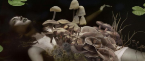 Forest Horror Feature