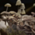Forest Horror Feature